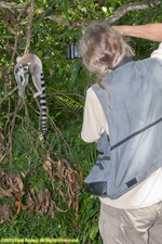 Charlotte with ringtail